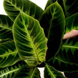 Calathea Warscewiczii "Jungle Velvet"